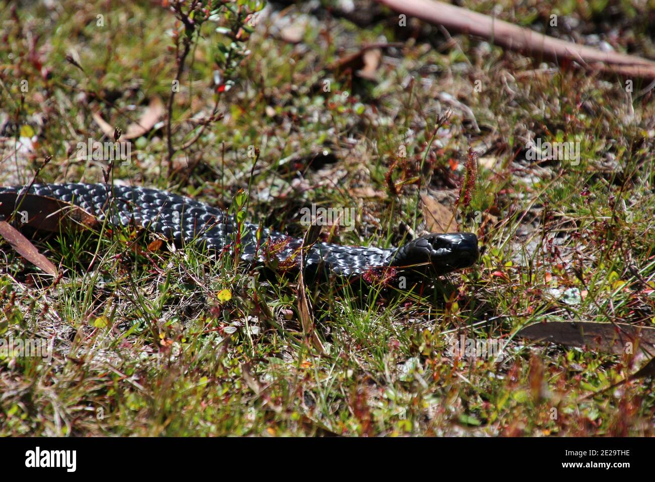 Black Tiger Snake sul lago St. Clair sulla Tasmania, Australia Foto Stock