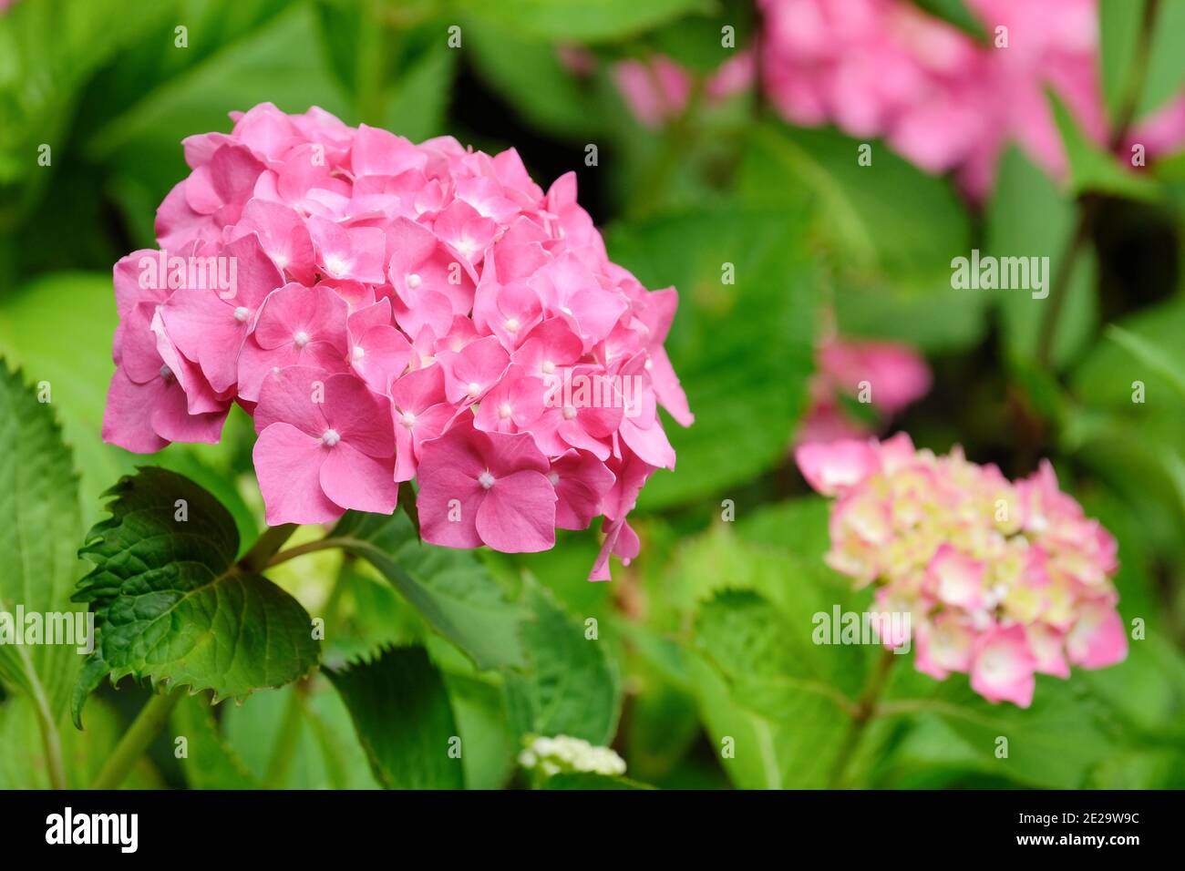 Fiori rosa di testa di mopotina Hydrangea macrophylla 'Koningin Wilhelmina' Foto Stock