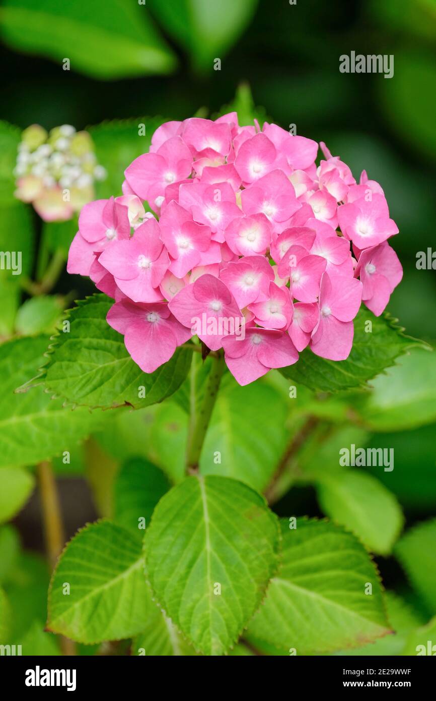 Fiori rosa di testa di mopotina Hydrangea macrophylla 'Koningin Wilhelmina' Foto Stock