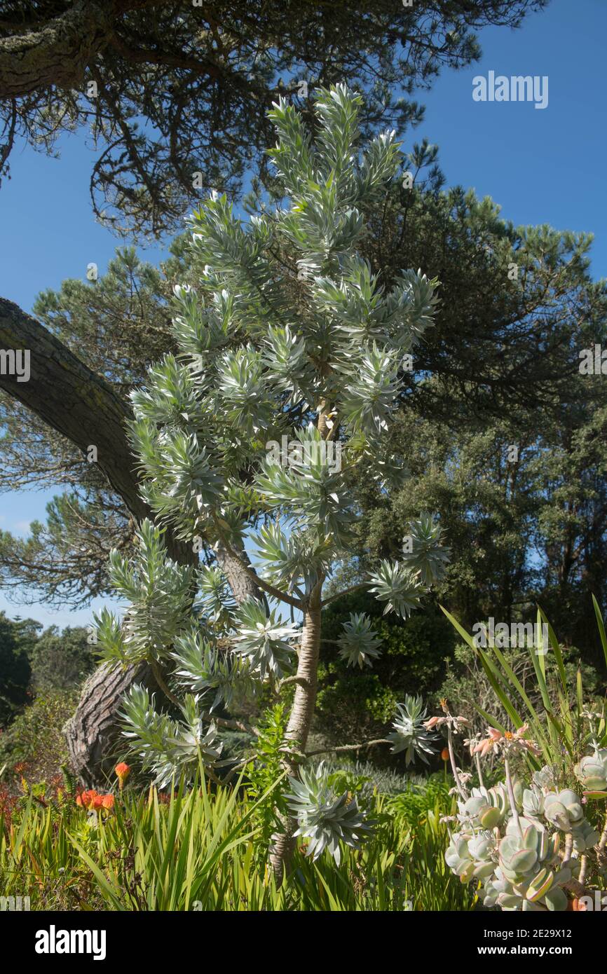 Green Foliage di un pino sudafricano sempreverde o Argento Albero (Leuadendron argenteum) Crescere in un giardino sull'isola di Tresco in Le Isole di S. Foto Stock