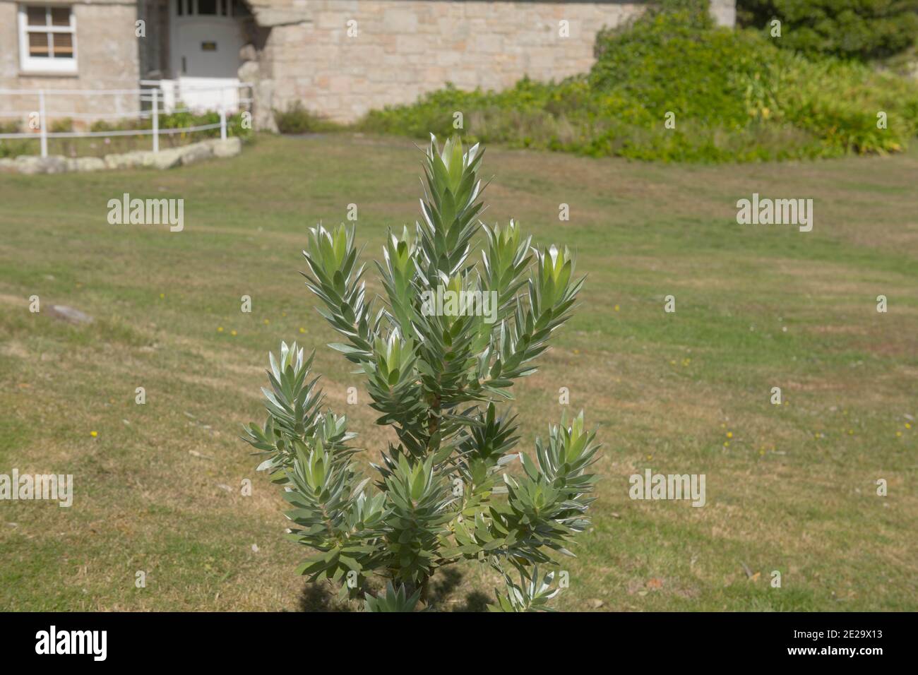 Green Foliage di un pino sudafricano sempreverde o Argento Albero (Leuadendron argenteum) Crescere in un giardino sull'isola di Tresco in Le Isole di S. Foto Stock