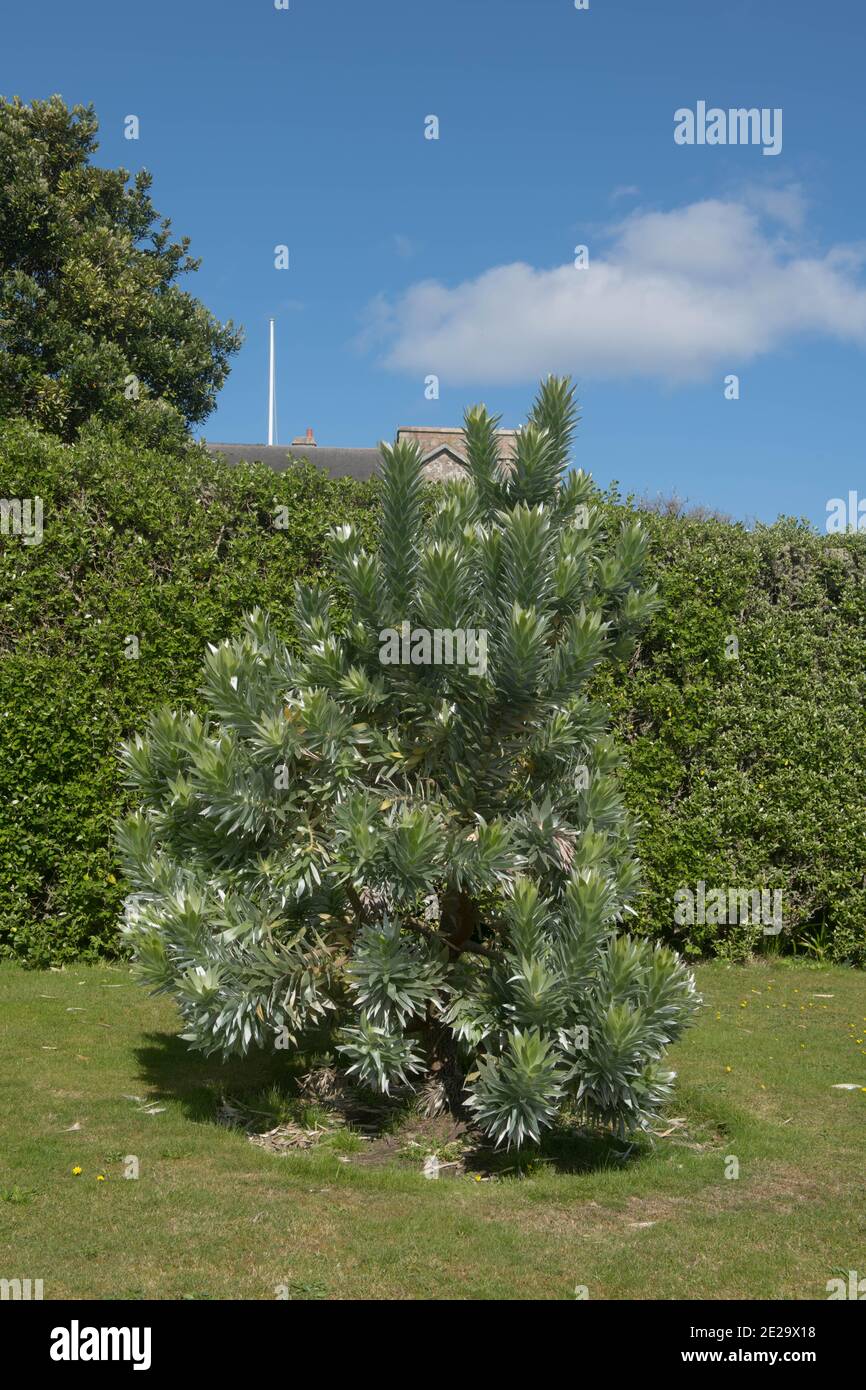 Green Foliage di un pino sudafricano sempreverde o Argento Albero (Leuadendron argenteum) Crescere in un giardino sull'isola di Tresco in Le Isole di S. Foto Stock