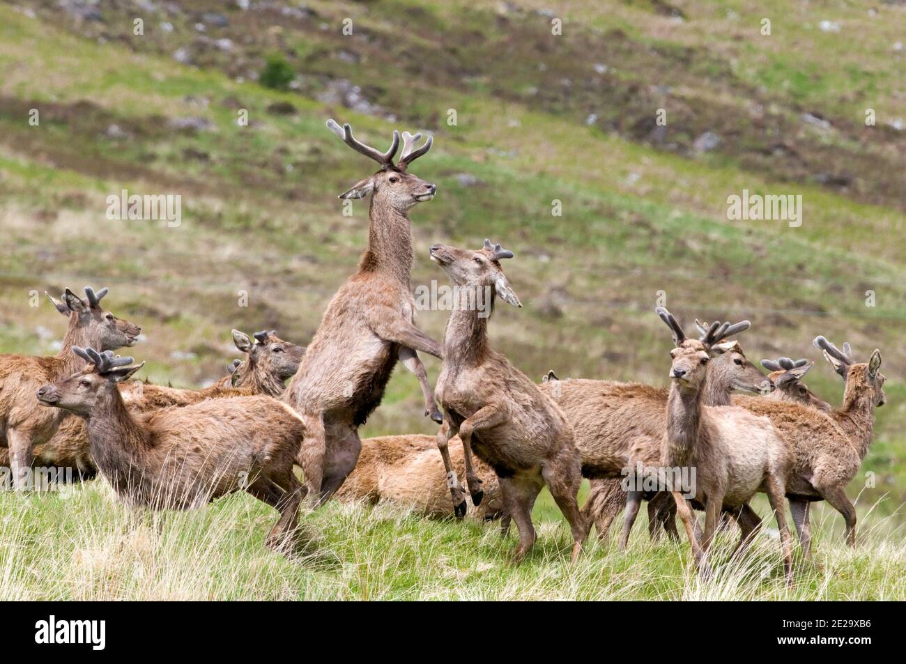 Cervi rossi nelle Highlands scozzesi Foto Stock