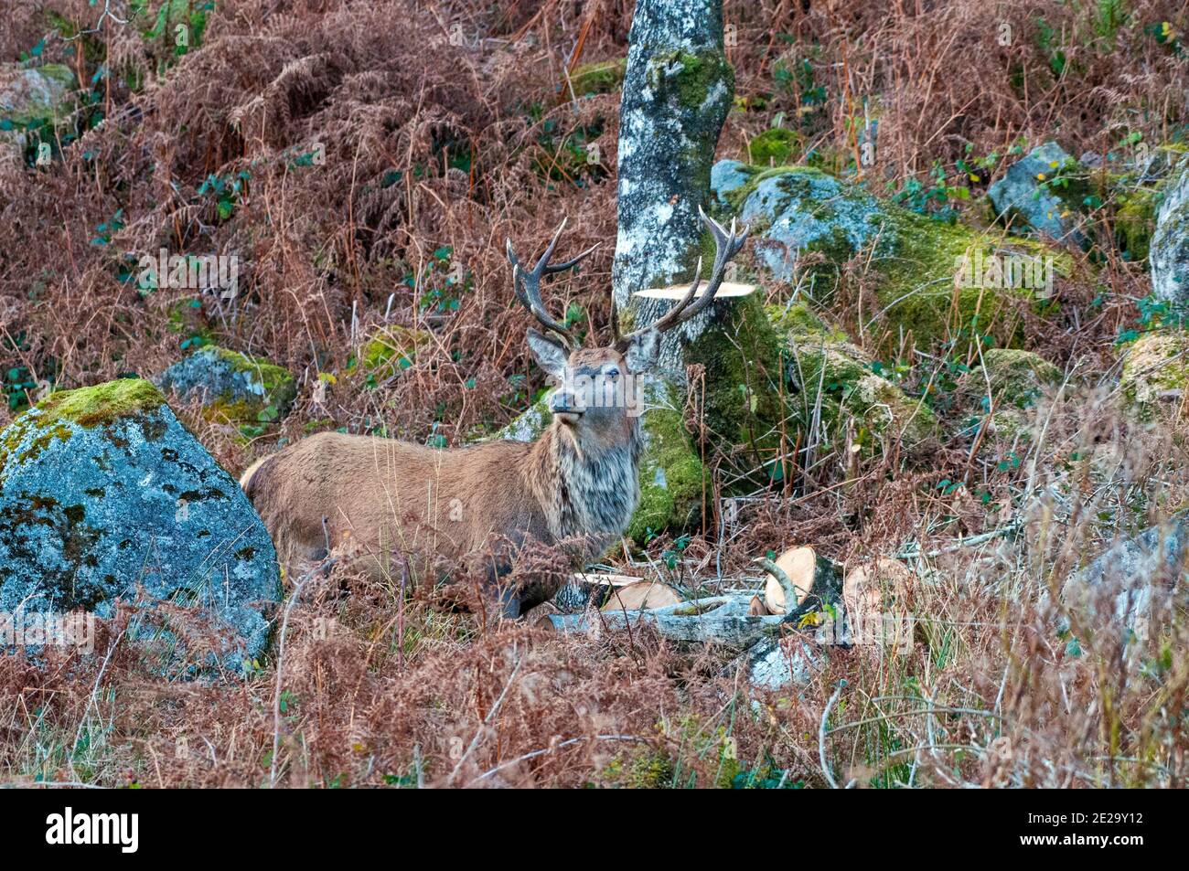 Cervi rossi nelle Highlands scozzesi Foto Stock