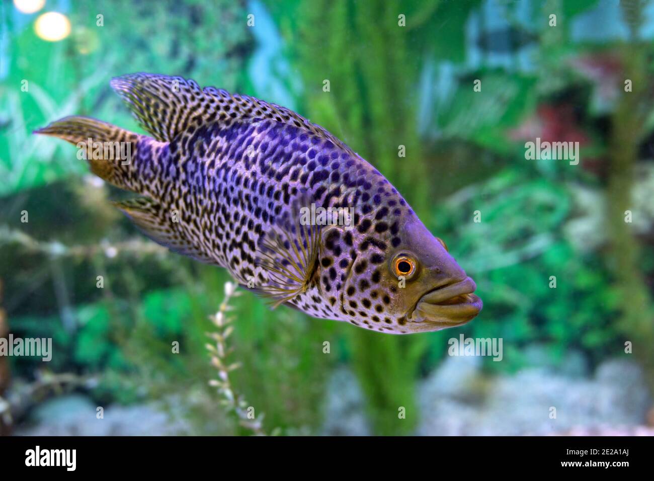 Parachromis managuensis o Managuense Cichlid o cichlid jaguar pesce sopra acquario sfocatura sfondo Foto Stock