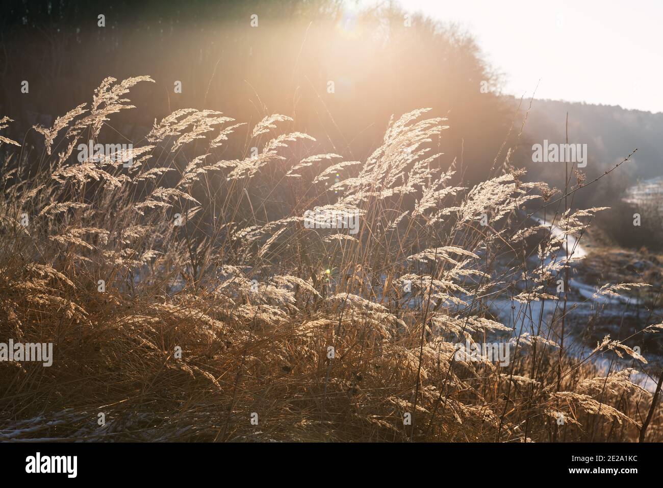 Giornata gelosa nella foresta invernale. Spikelets e lame d'erba sullo sfondo di un campo nevoso e di una foresta. Paesaggio invernale. Foto Stock