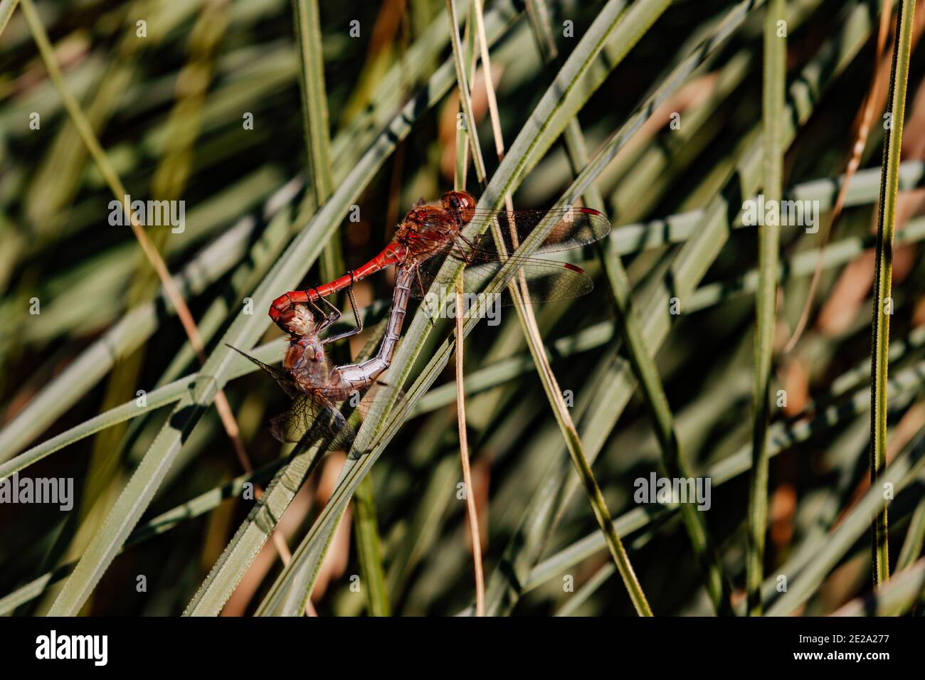 Due libellule adulte si trovano accoppiate su una foglia verde stelo Foto Stock