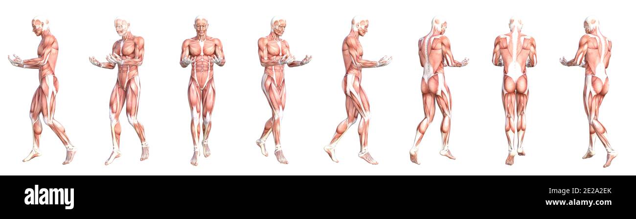 Anatomia concettuale sano skinless sistema muscolare del corpo umano set. Giovane adulto atletico che posa per l'educazione, lo sport di fitness, la medicina Foto Stock