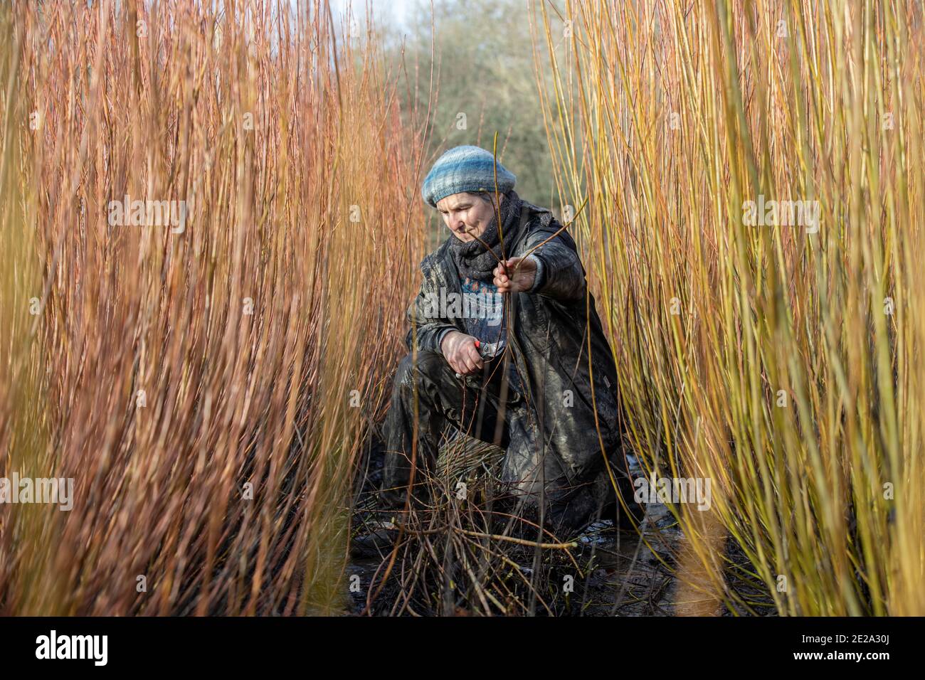 Annemarie o'Sullivan, basket-maker con sede a East Sussex, con la sua squadra di raccolta willow alla periferia del villaggio di Horam per la fabbricazione di cestini, Inghilterra Foto Stock