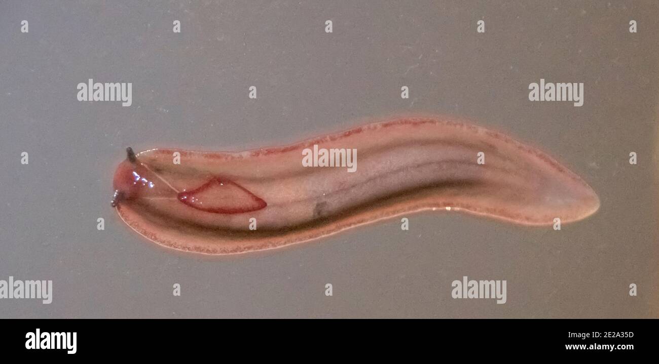 Triboniophorus graeffei. Un insolito aspetto australiano terra schiaffo. Foto Stock