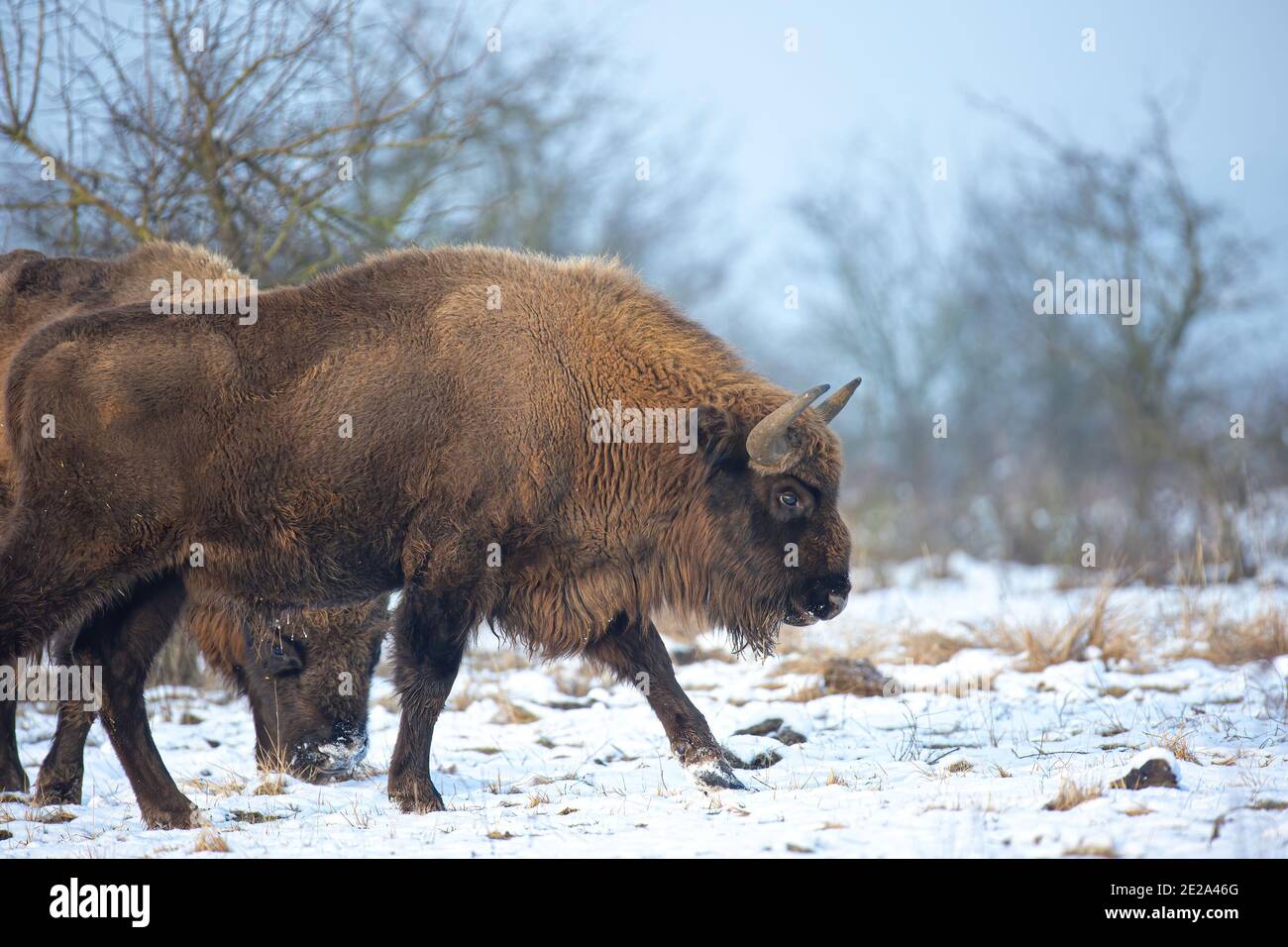 Bisonte europeo riposante su un prato di neve, la foto migliore. Foto Stock