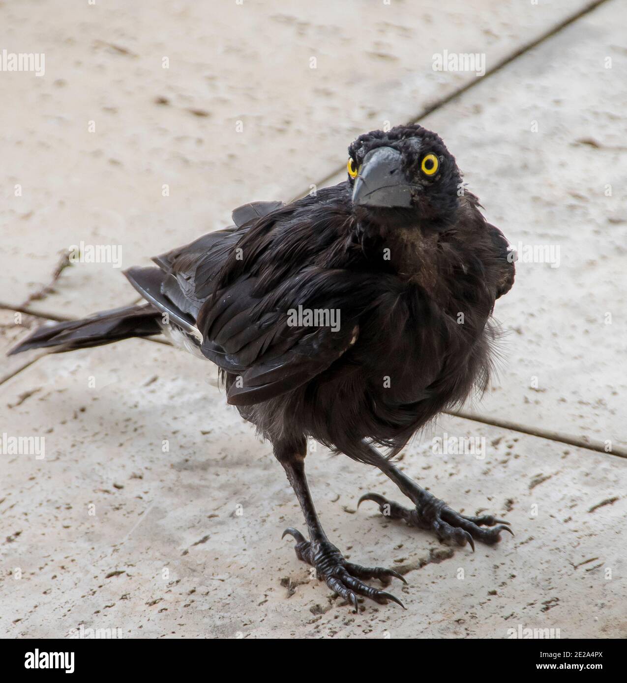 Giovane riccio a pioli (strepera graculina). Nativo australiano uccello, nero con occhi gialli. Giardino, estate, Queensland, Australia. Foto Stock