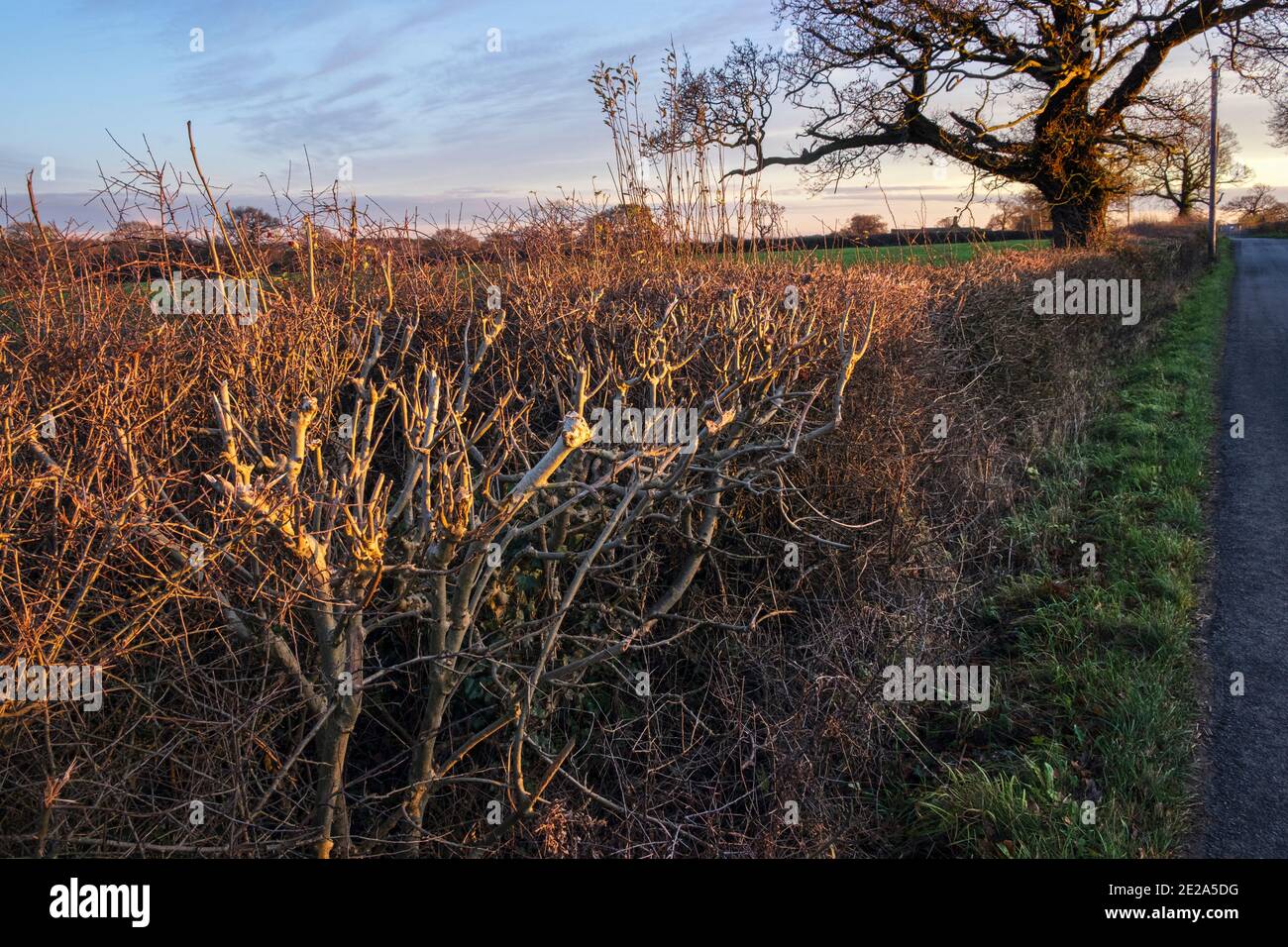 Hedgerow trimmed a Wyaston, Derbyshire Foto Stock