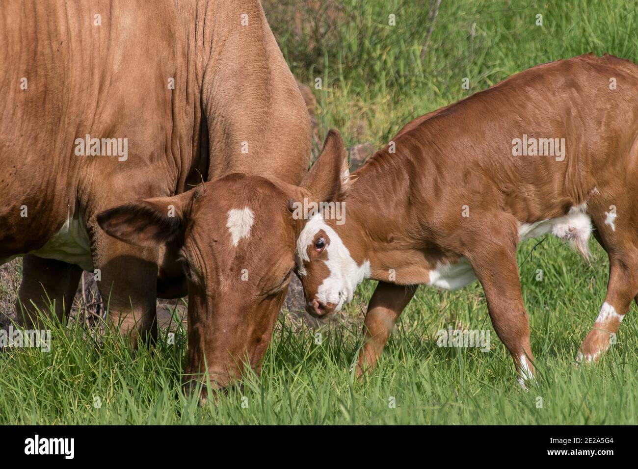 Nuovo polpaccio maschio, di una settimana, che gioca con la madre. Testa insieme. Estate, Queensland, Australia. Foto Stock