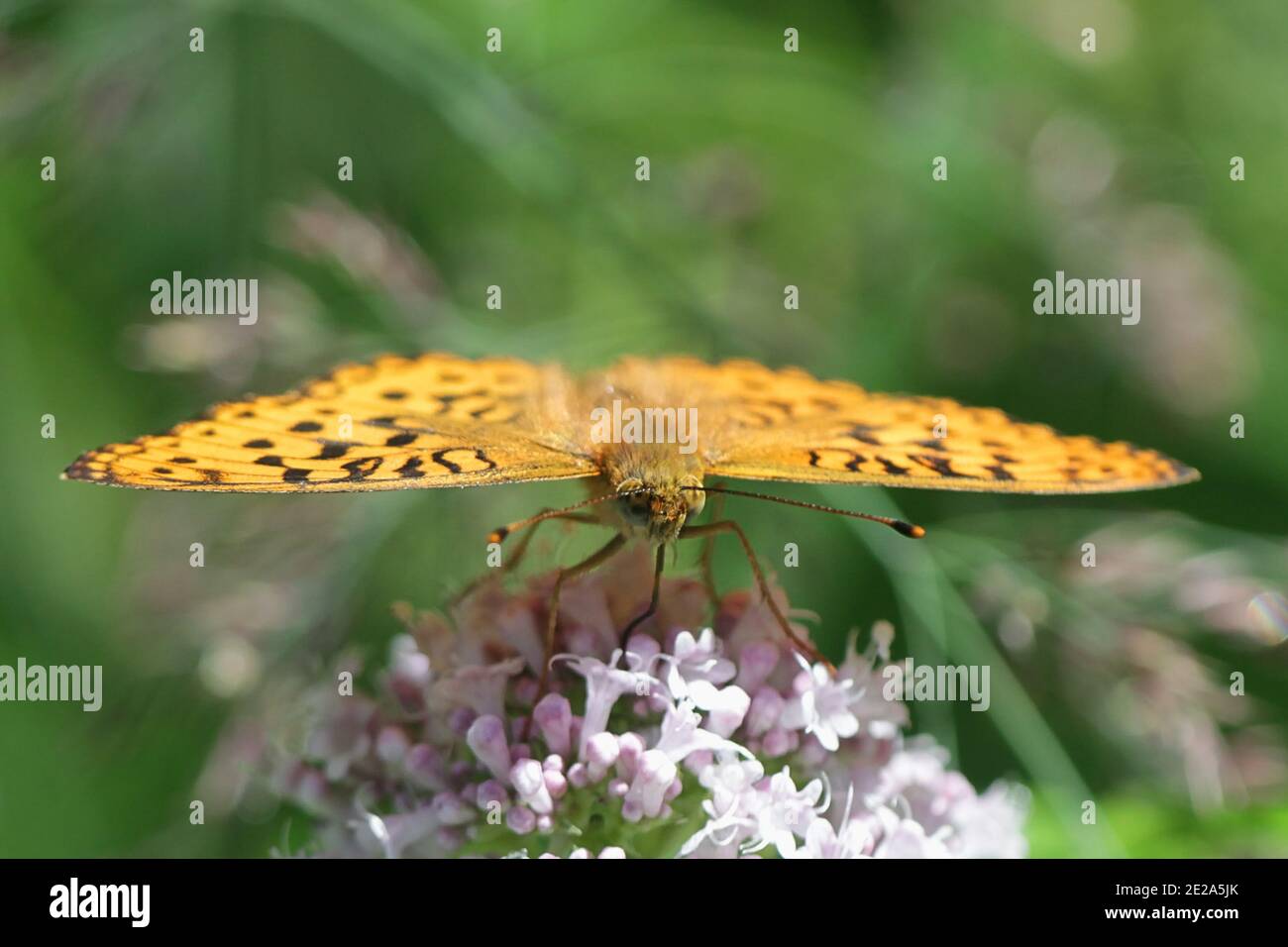 High bruno fritillary, Fabriciana adippe, alimentazione su comune valeriano, sambucifolia Valeriana Foto Stock