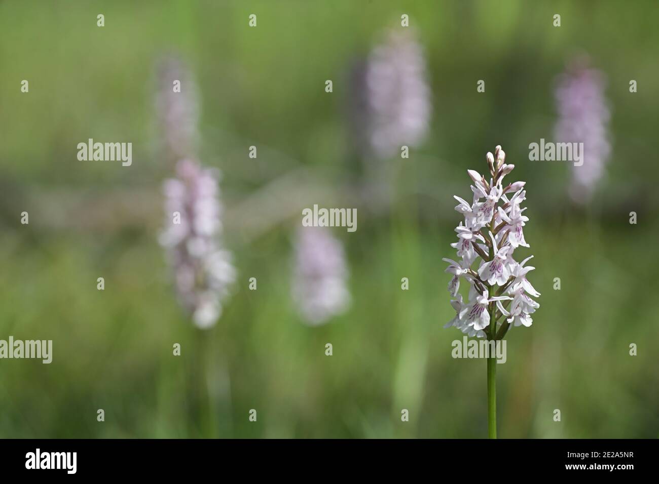 Dactylorhiza maculata, noto come heath spotted-orchid o brughiera spotted orchid, crescente selvatici in Finlandia Foto Stock