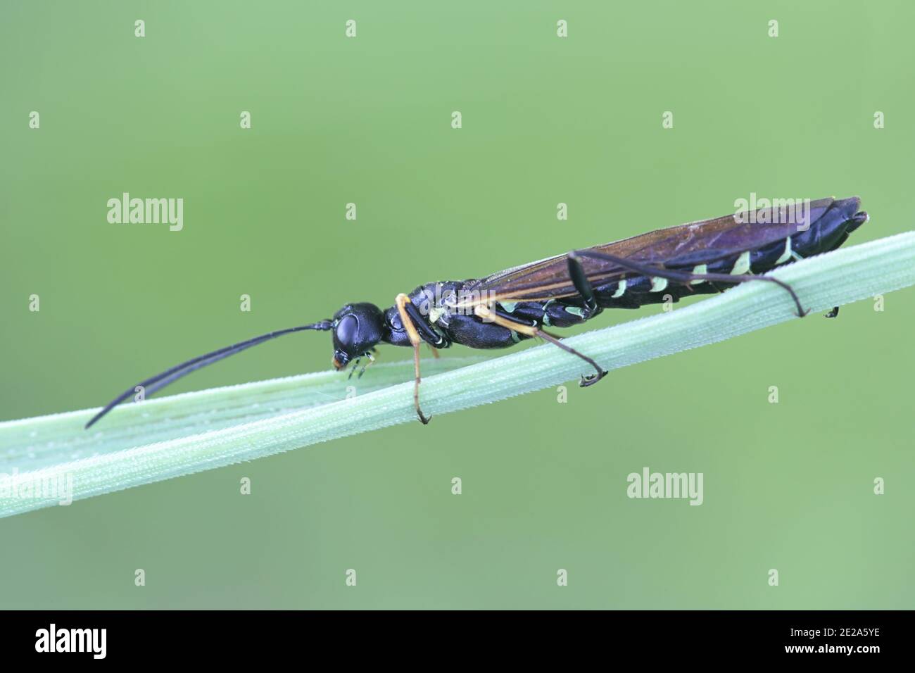 Reed STEM Borer, Calameuta filiformis, sega a mosca dalla Finlandia Foto Stock