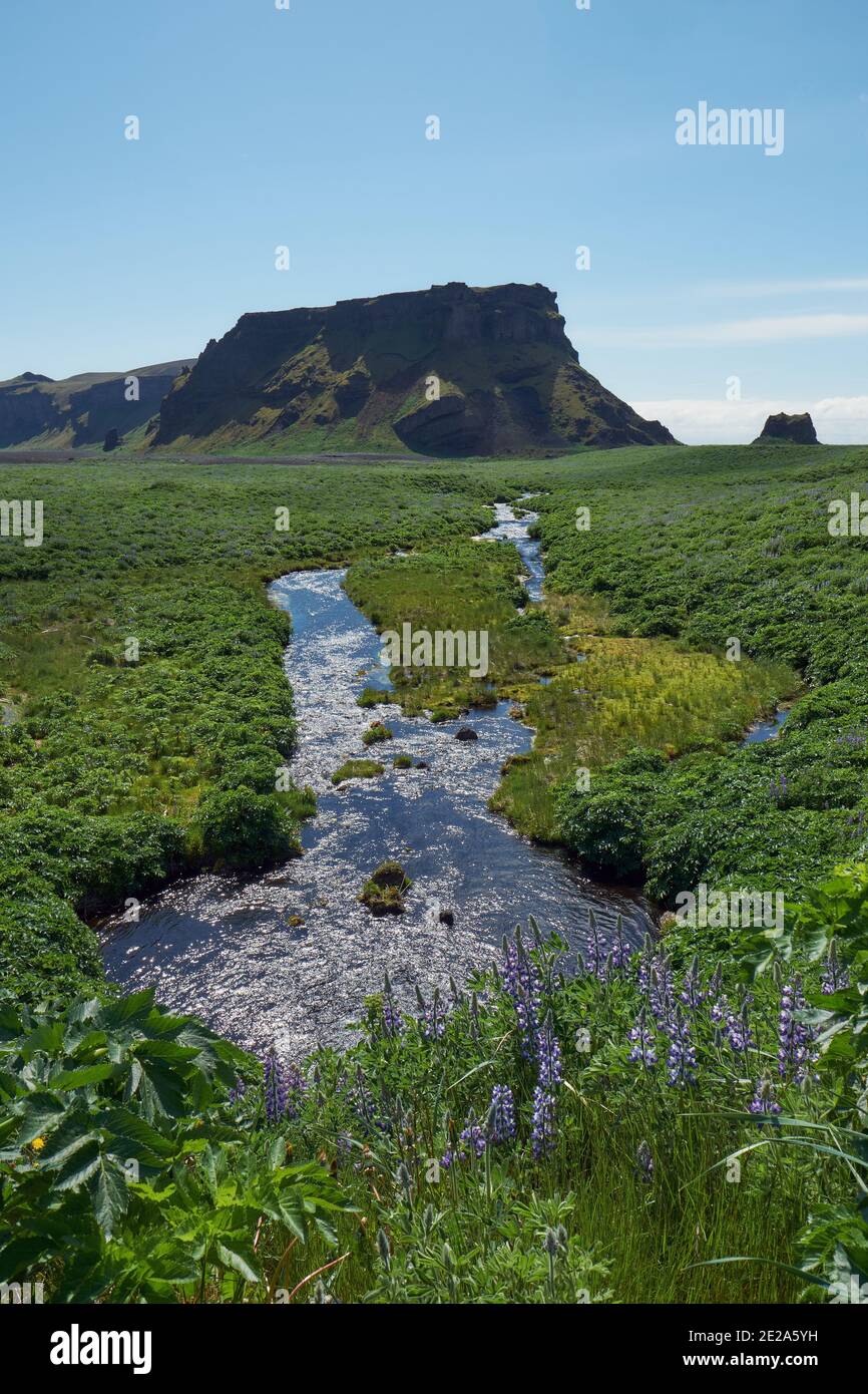 Il paesaggio verde di Mýrdalssandur vicino Vik Islanda - Hjörleifshöfði montagna e la pianura di Mýrdalssandur coperta di flora estiva con lupini Foto Stock