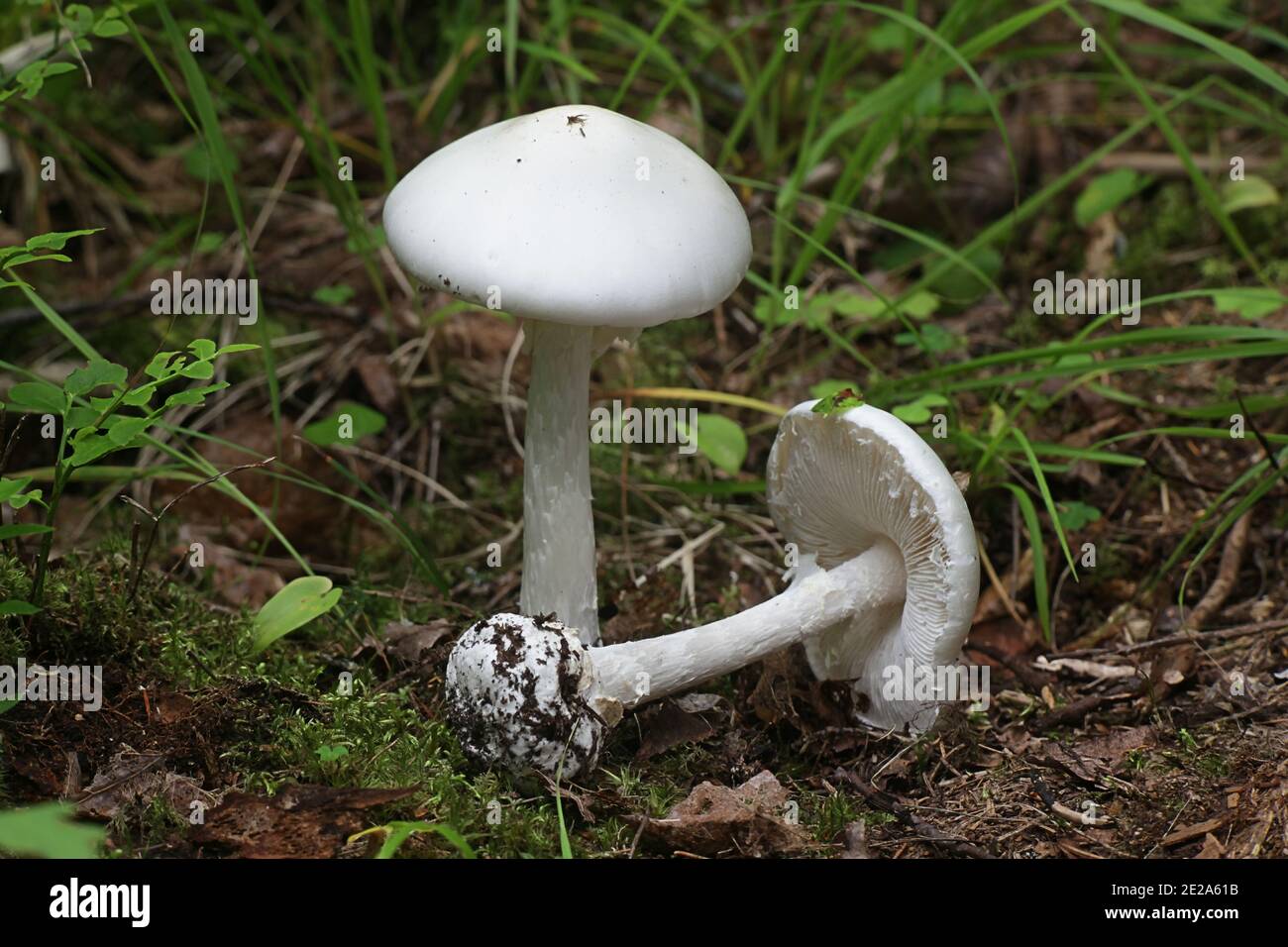 Amanita virosa, conosciuto in Europa come angelo distruttore, un micidiale fungo velenoso dalla Finlandia Foto Stock