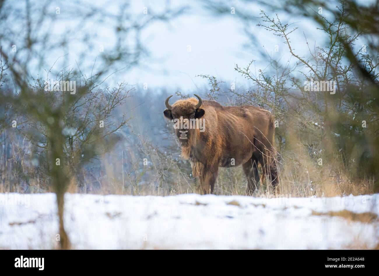 Bisonte europeo riposante su un prato di neve, la foto migliore. Foto Stock