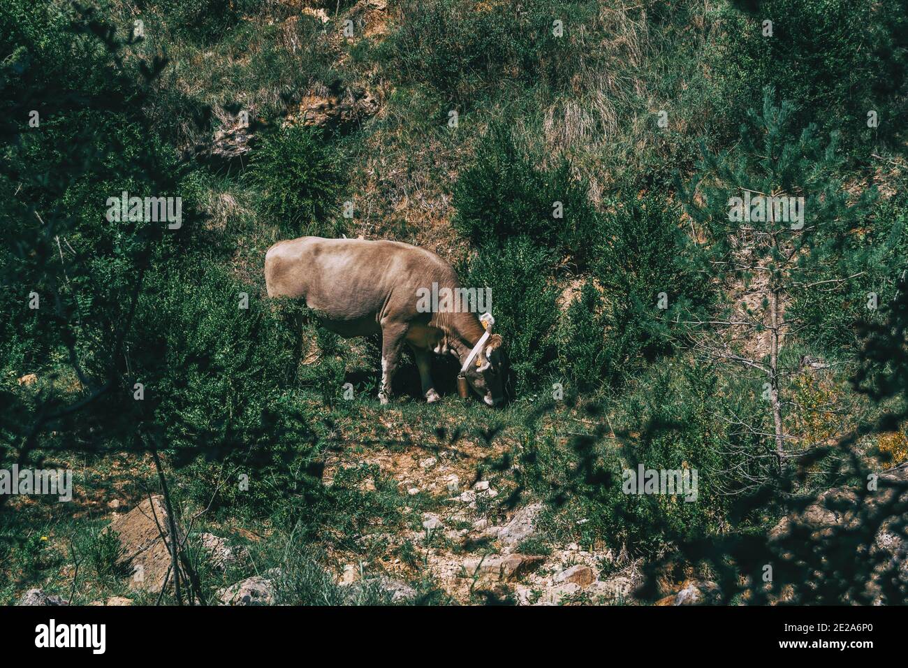 una mucca nel mezzo del campo con un codice a barre nell'orecchio Foto Stock