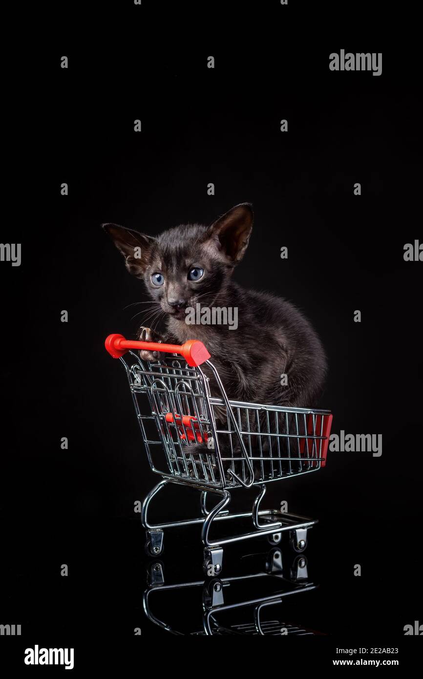 Piccolo gattino di razza di gatto orientale di colore ebano solido seduto in un piccolo cestino giocattolo supermercato su sfondo nero. Concetto di negozio di animali domestici Foto Stock