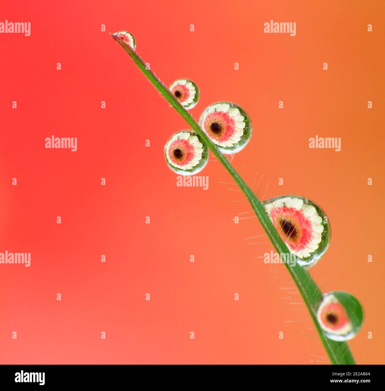 La rugiada cade sull'erba al mattino presto Foto Stock