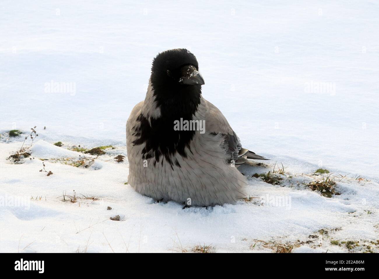 corvus cornix, giovane corvo con cappuccio, che affusca le sue piume, arroccato su terreno innevato per conservare il calore in una fredda mattina d'inverno. Foto Stock