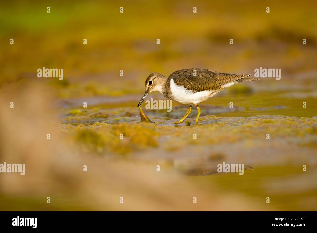 Sandpiper comune (Actitis hypoleucos) foraggio per il cibo mentre guado in una piscina. Si tratta di un uccello che vive nelle aree costiere. È un migrante, sp Foto Stock