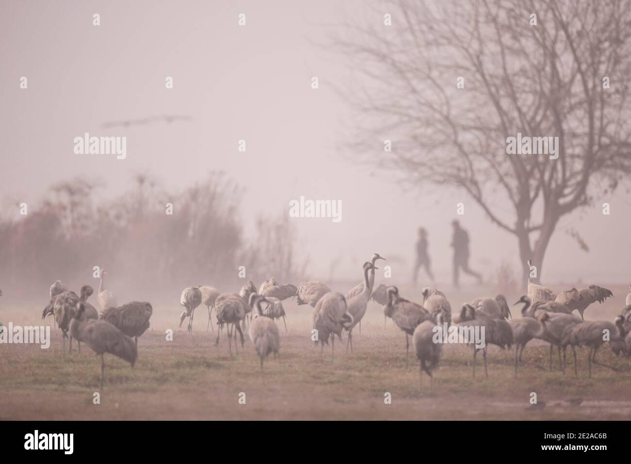 Gru comune (Grus grus) silhouette al mattino. Grandi specie migratrici di gru che vivono in prati umidi e paludi. Ha un'apertura alare di betwe Foto Stock