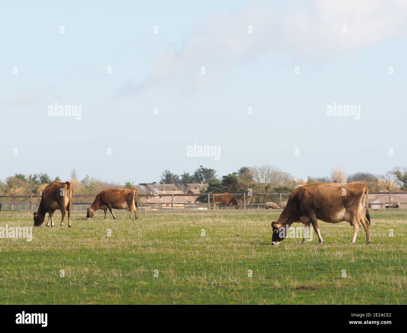 Una piccola mandria di bovini da latte in un campo a Suffolk, Regno Unito Foto Stock