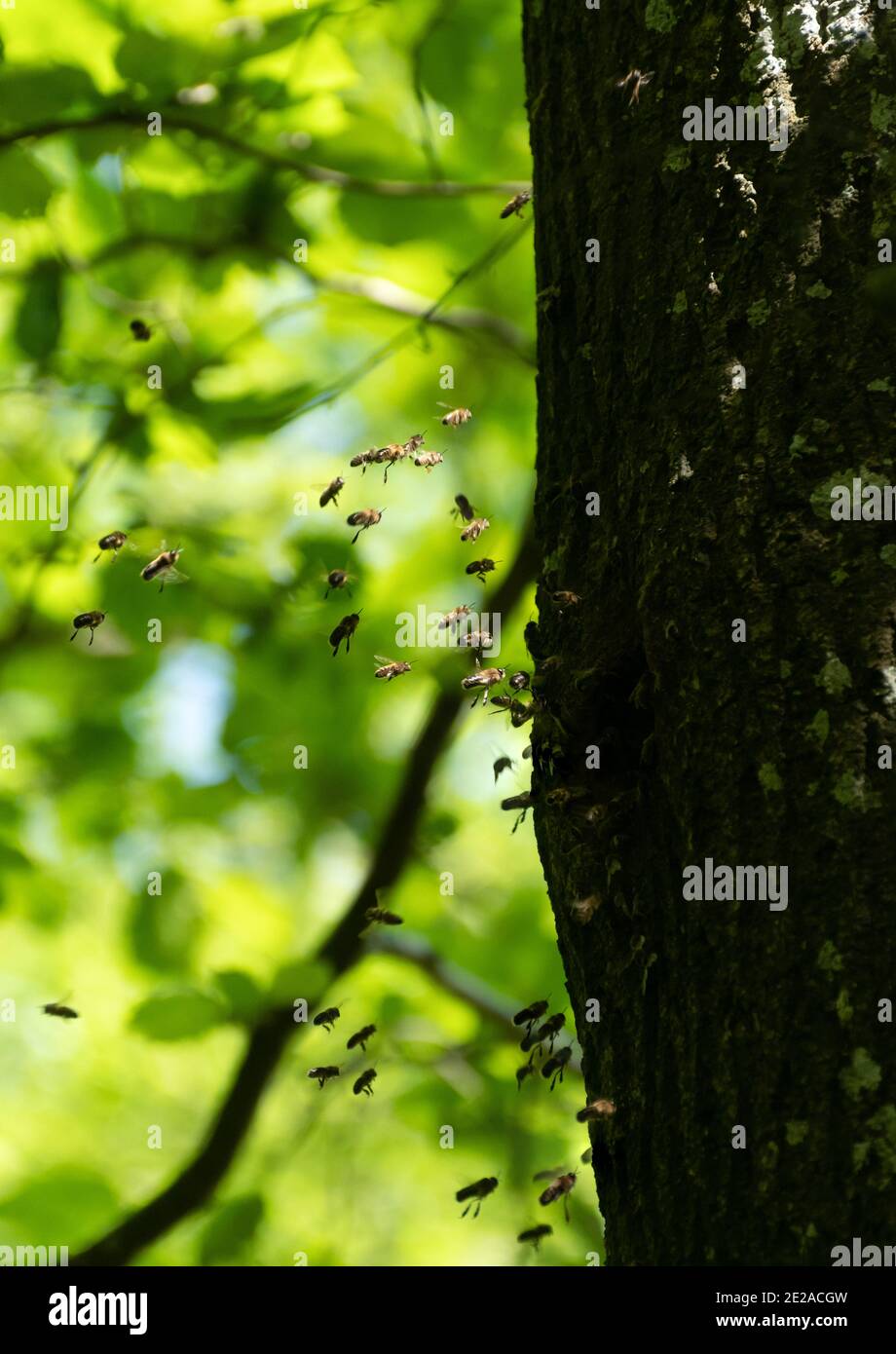 Api mellifera (API mellifera, api da miele) che entrano in un nido naturale in un buco di albero in bosco, Hampshire, Regno Unito Foto Stock