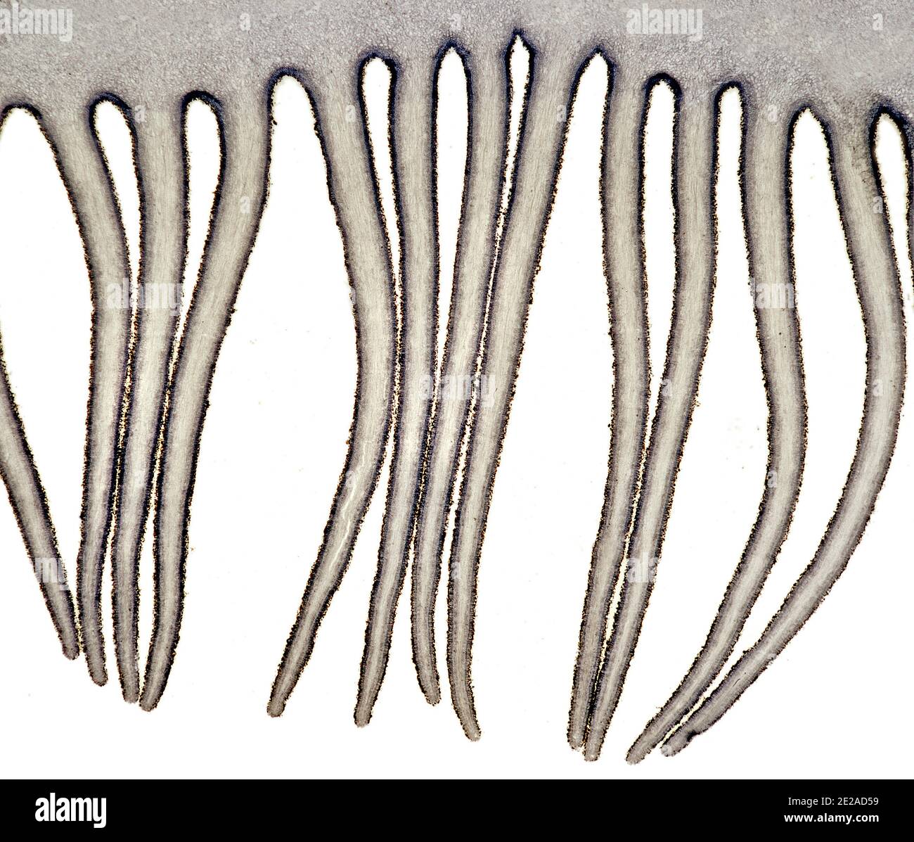 Agaricus pileus (branchie di funghi), ("pulsante") fungo ("Agaricus bisporus") e il fungo di campo ("Agaricus campestris") fotomicrografia a campo chiaro Foto Stock