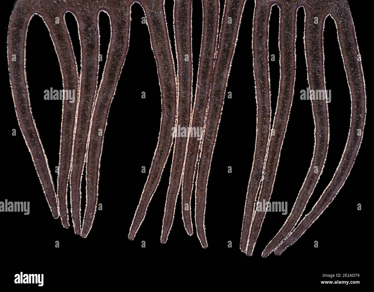 Agaricus pileus (branchie di funghi), ('button') fungo ('Agaricus bisporus) E il fungo di campo ( Agaricus campestris) fotomicrografia Darkfield Foto Stock