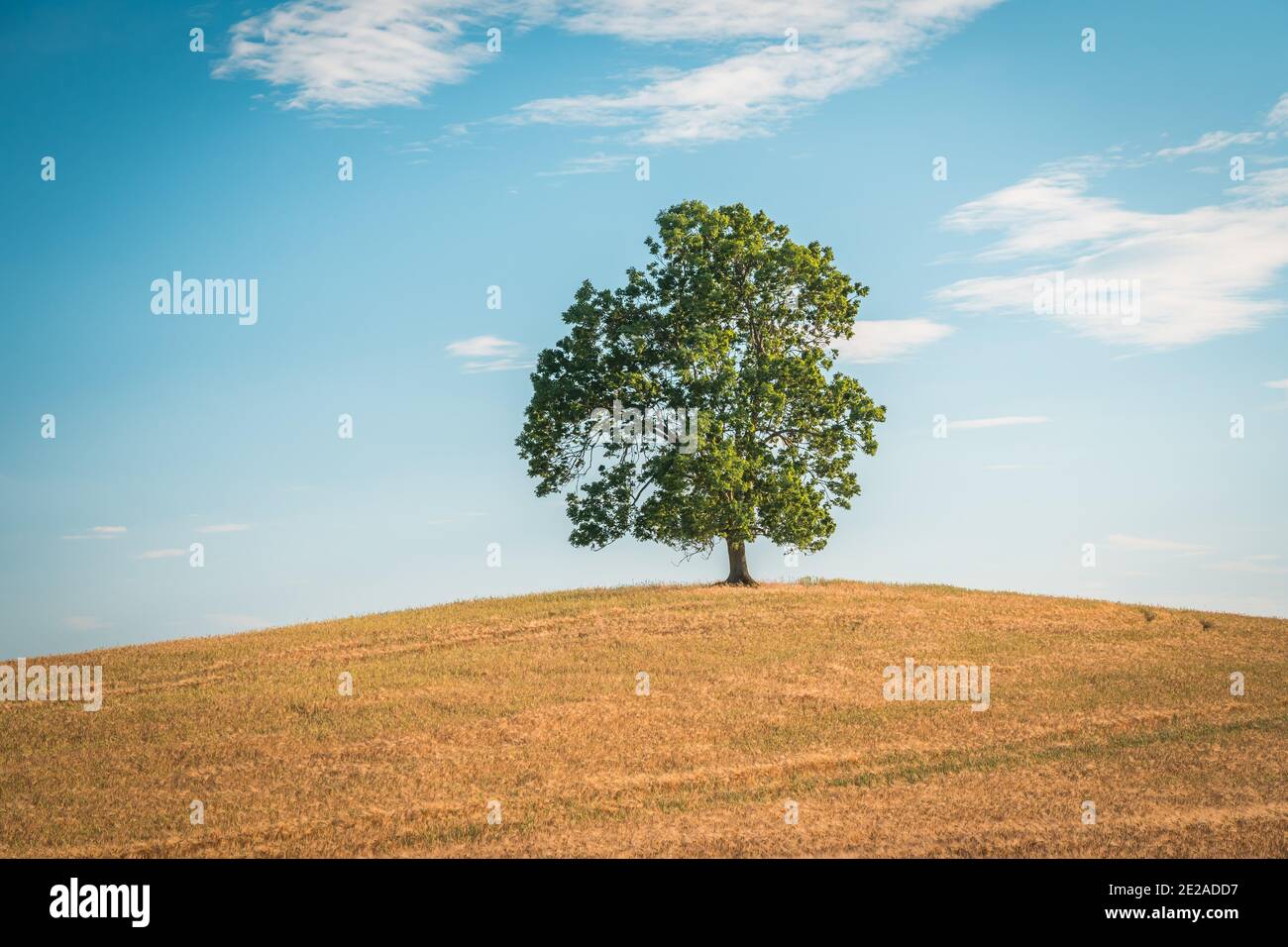 Solitario albero in campo di grano e Barley in estate Paesaggio sotto il cielo blu Foto Stock