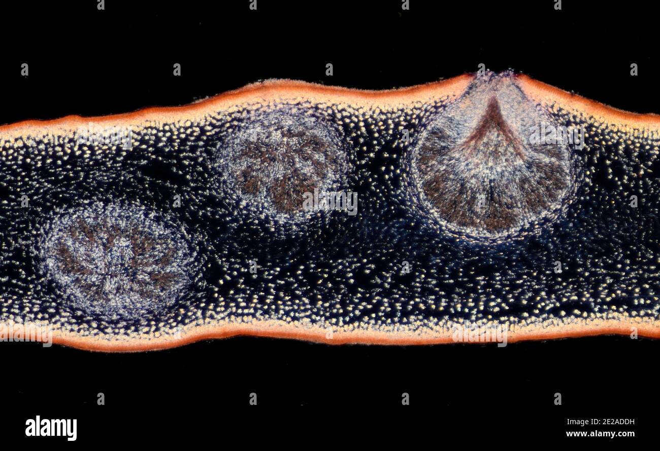 Fucus serratus è un'alga dell'Oceano Atlantico settentrionale, conosciuta come cremagliera dentata o cremagliera dentellata. TS Foto Stock