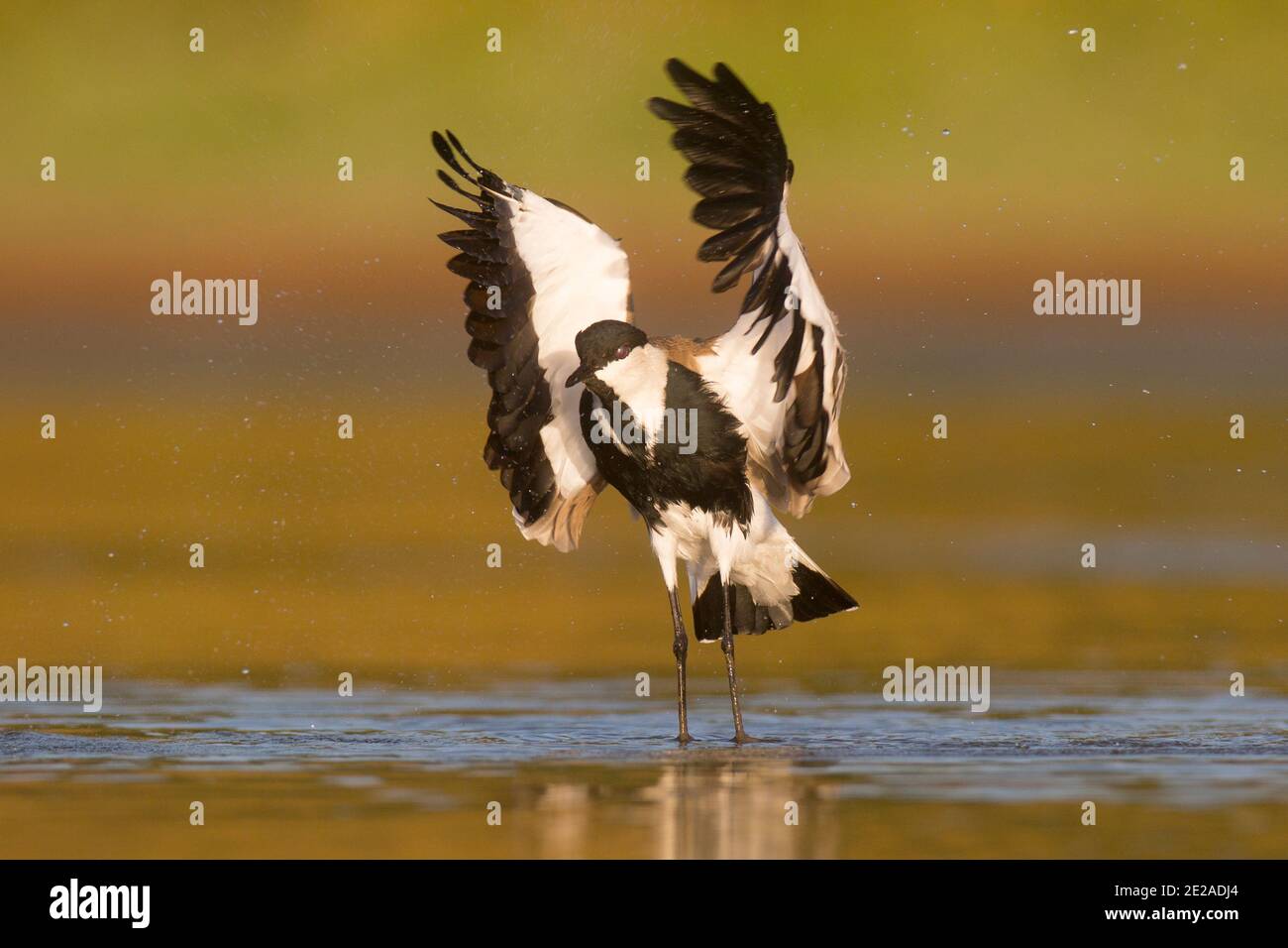 Il pover (o lappando, Vanellus spinosus) con alettone a denti dritti che batte le ali. Questo uccello abita zone umide e costiere nel nord Africa e la pasqua Foto Stock