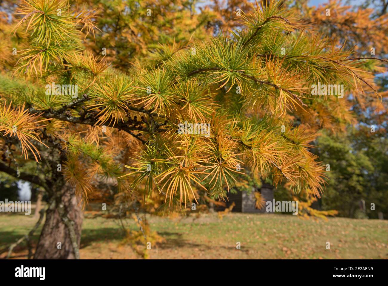 Foglie di colore giallo brillante dell'autunno di un arco d'oro (Pseudolarix amabilis) che cresce in un giardino nel Sussex rurale occidentale, Inghilterra, Regno Unito Foto Stock