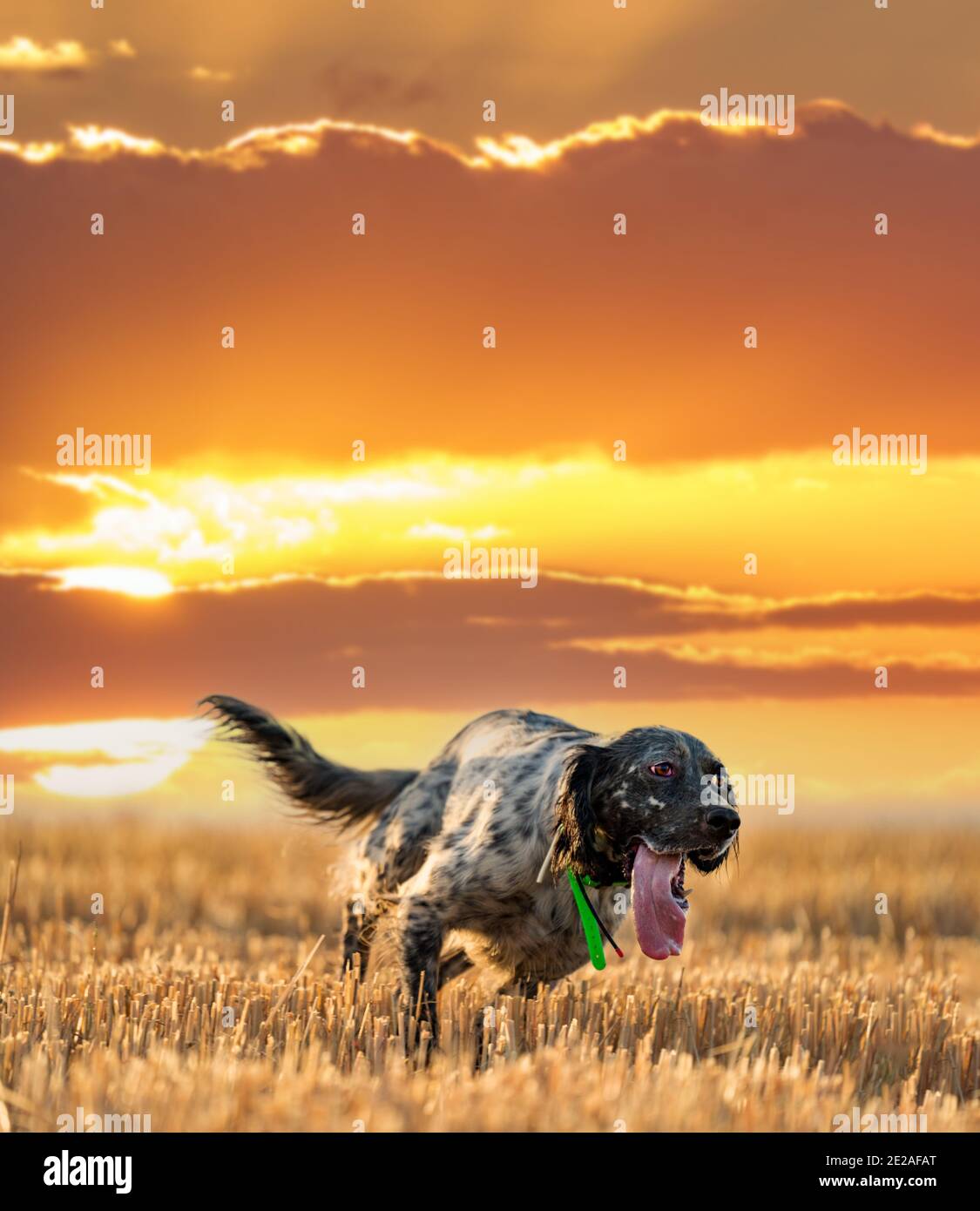 Puntatore pedigree cane che corre sul campo contro il sole Foto Stock