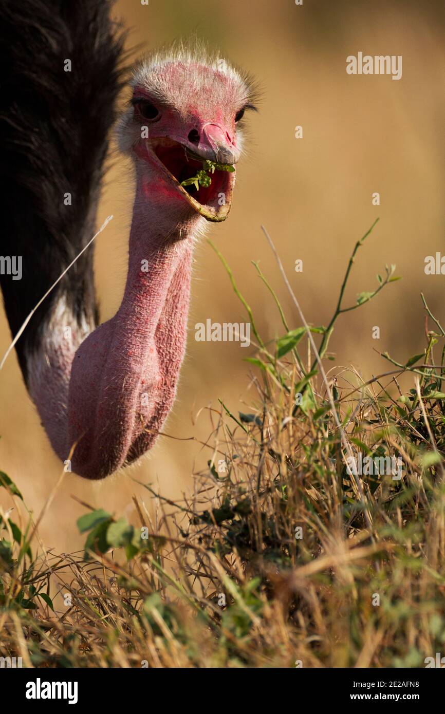 Testa e collo di un unico struzzo (Struthio camelus). Fotografato nel Parco Nazionale di Serengeti, Tanzania in aprile. Foto Stock