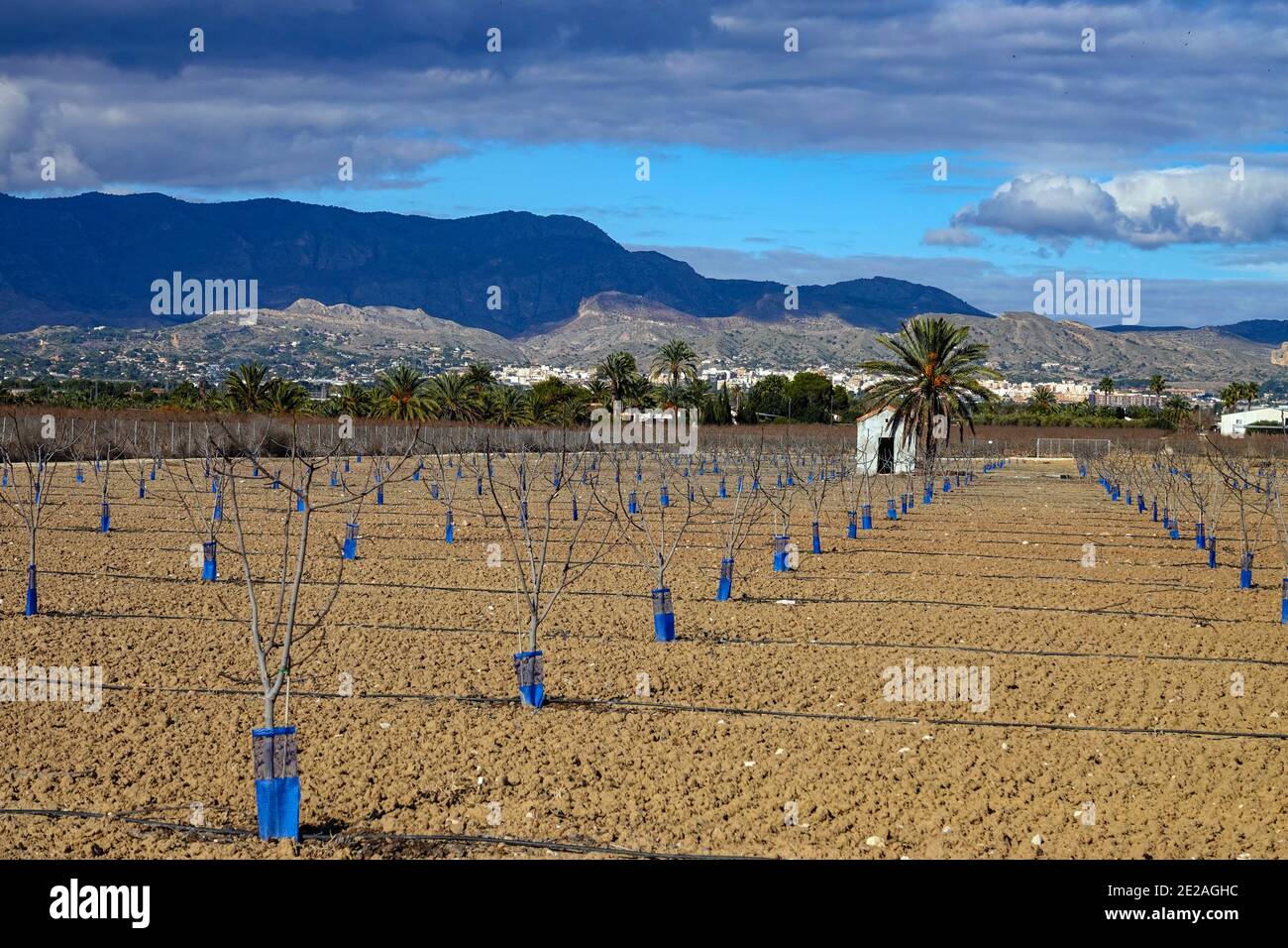 Ampia zona agricola piana, con piccole segature in linea, giardino vicino Elche, Costa Blanca, Spagna Foto Stock