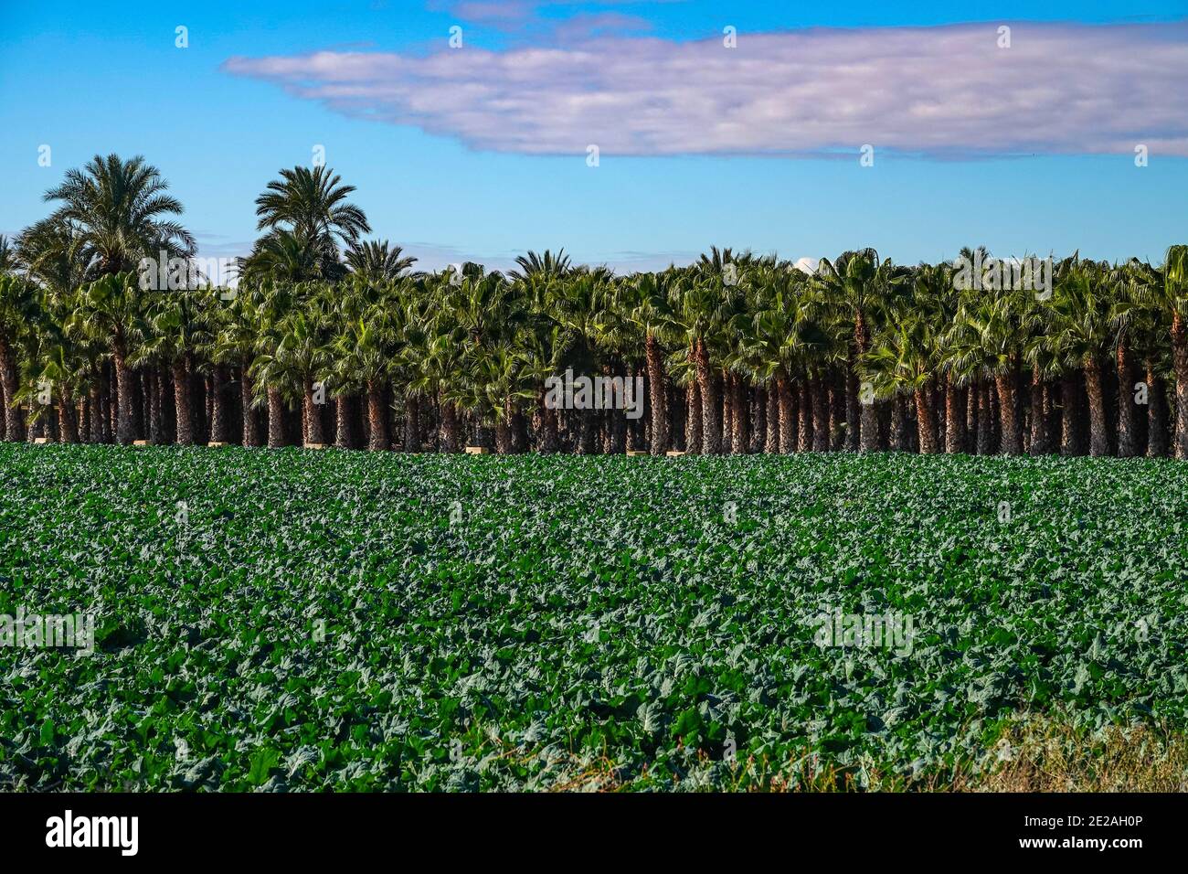 Ampia zona agricola pianeggiante con palme centro giardino vicino Elche, Costa Blanca, Spagna Foto Stock