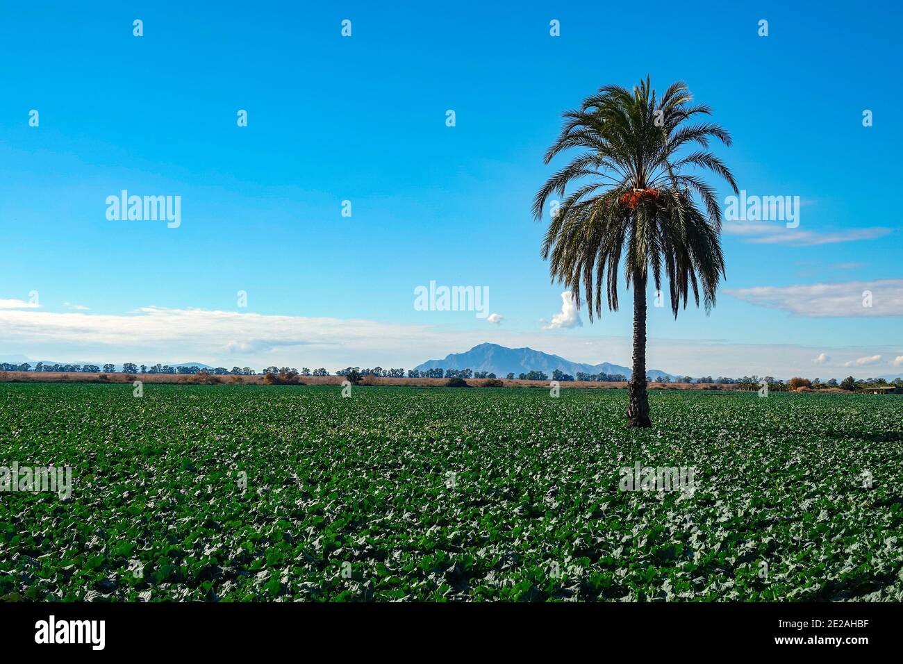 Ampia zona agricola pianeggiante con palme centro giardino vicino Elche, Costa Blanca, Spagna Foto Stock