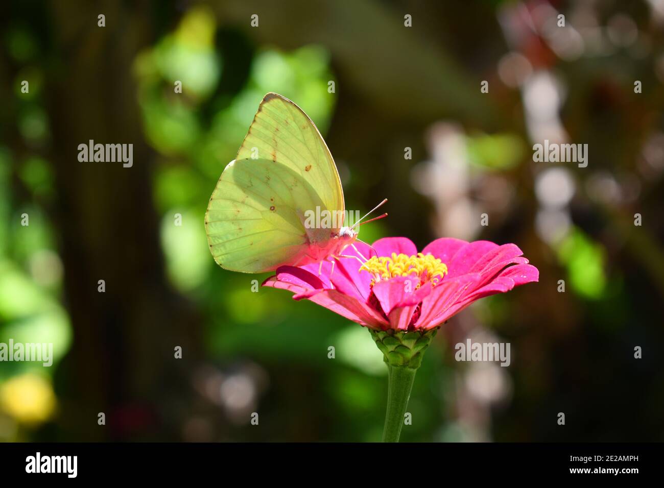 Limone emigrante butterfly riposante su fiore di Zinnia Foto Stock