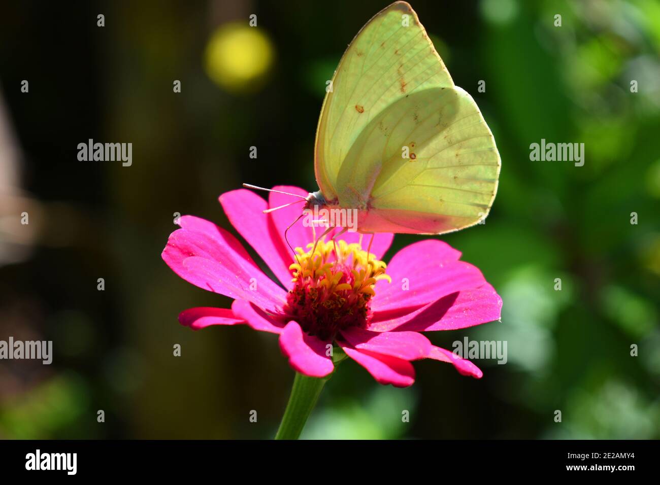 Limone emigrante butterfly riposante su fiore di Zinnia Foto Stock
