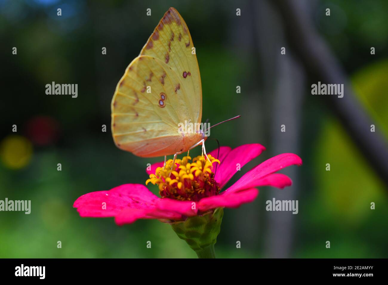Limone emigrante butterfly riposante su fiore di Zinnia Foto Stock