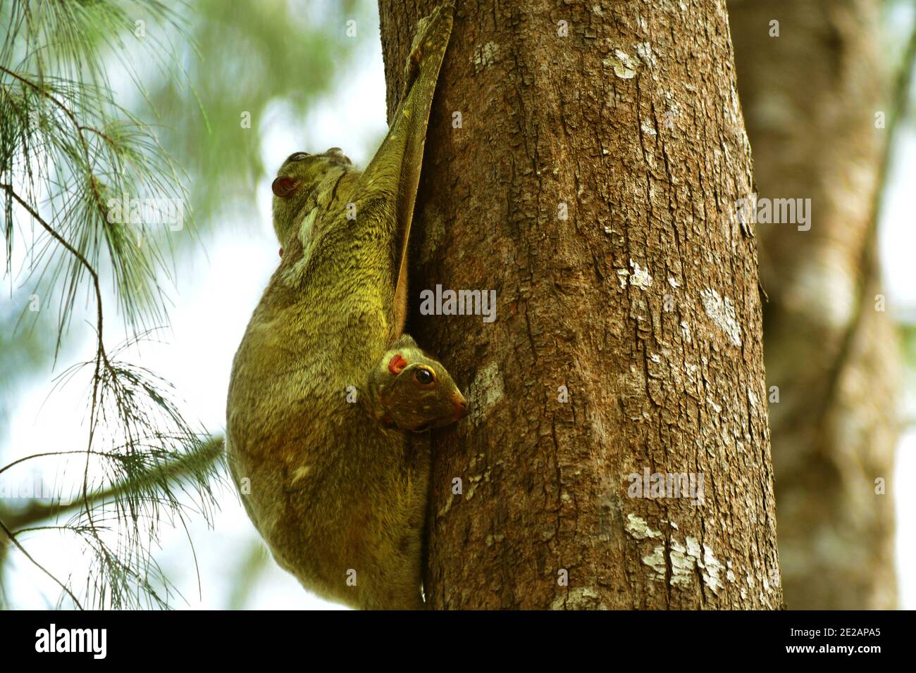 Malese Limur volante o malese colugo (Galeopterus variegatus) con bambino nella membrana mammaria. Langkawi, Malesia Foto Stock