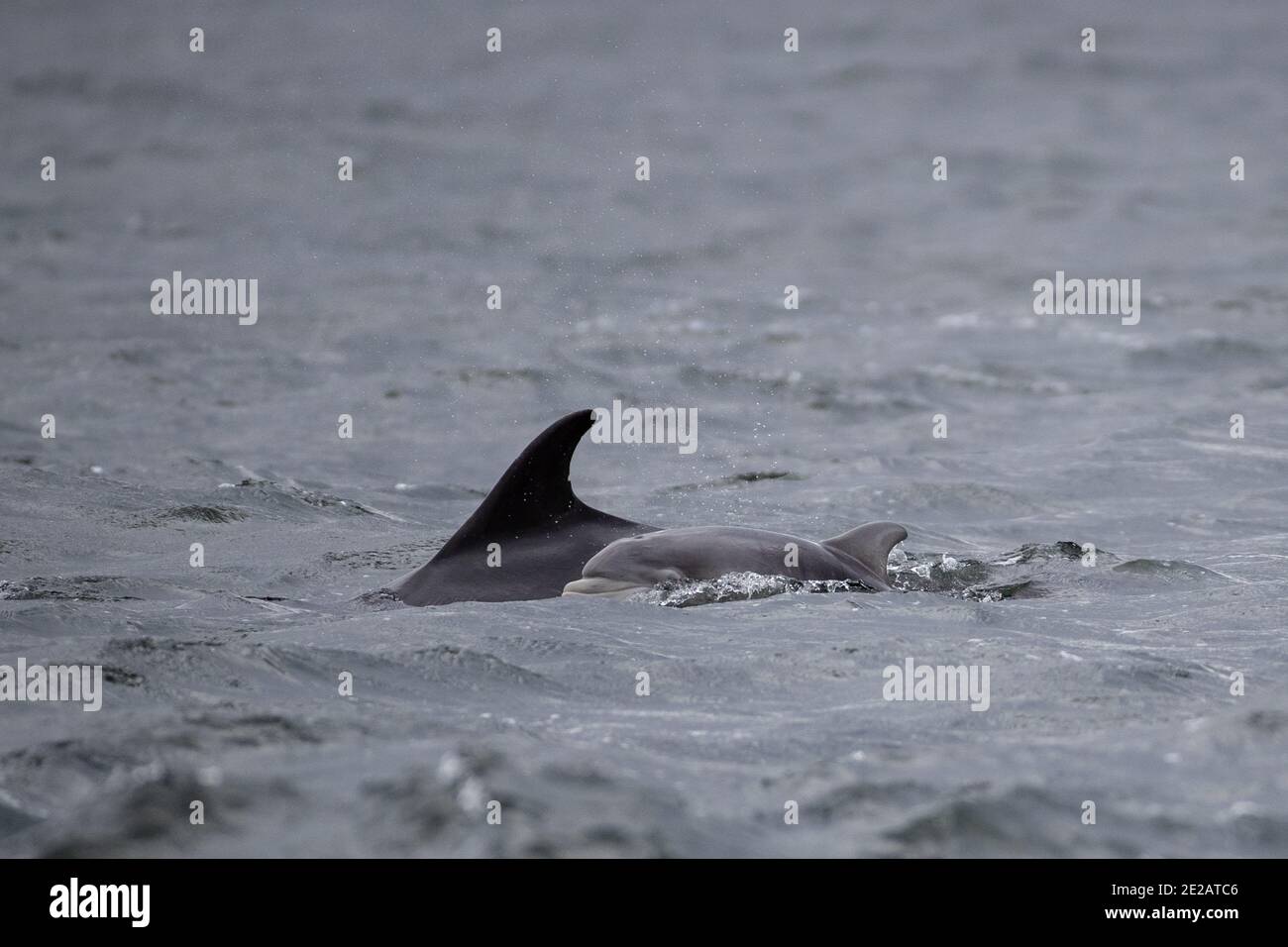 Delfini tursiopi (Tursiops tronca) del Moray Firth nelle Highlands scozzesi. Foto Stock