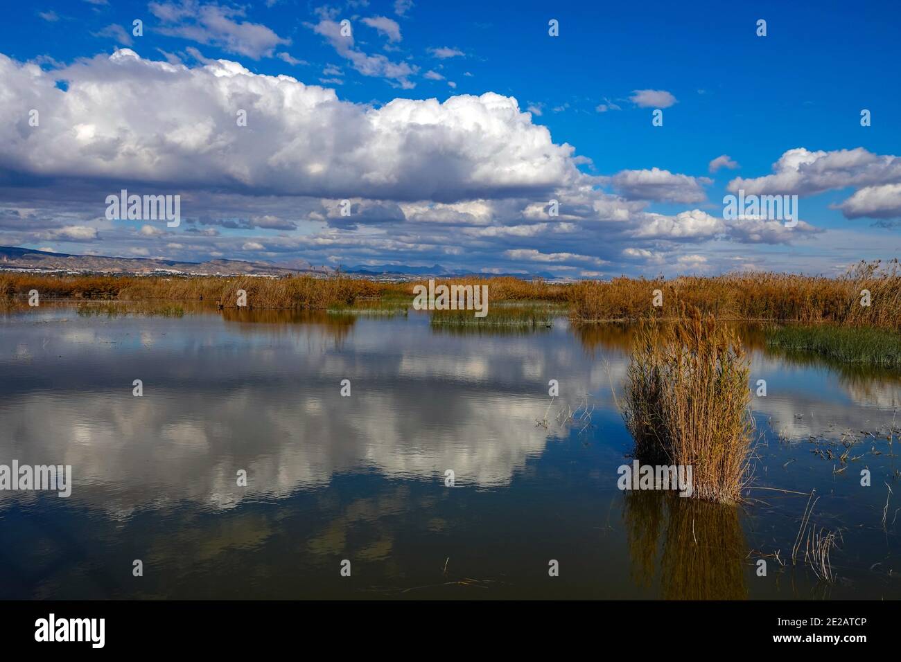 El Hondo de Elche, riserva naturale dei laghi e degli uccelli di Fondo de Elche, Costa Blanca, Spagna Foto Stock