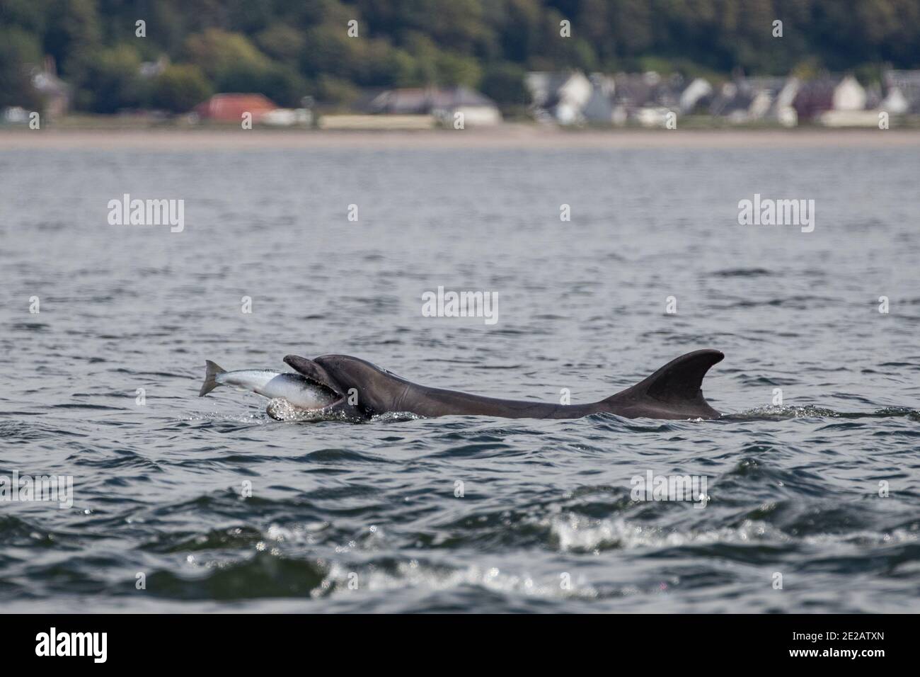 Delfini tursiopi (Tursiops tronca) che si festeggiano sul salmone Atlantico selvaggio nel Moray Firth nelle Highlands scozzesi. Foto Stock